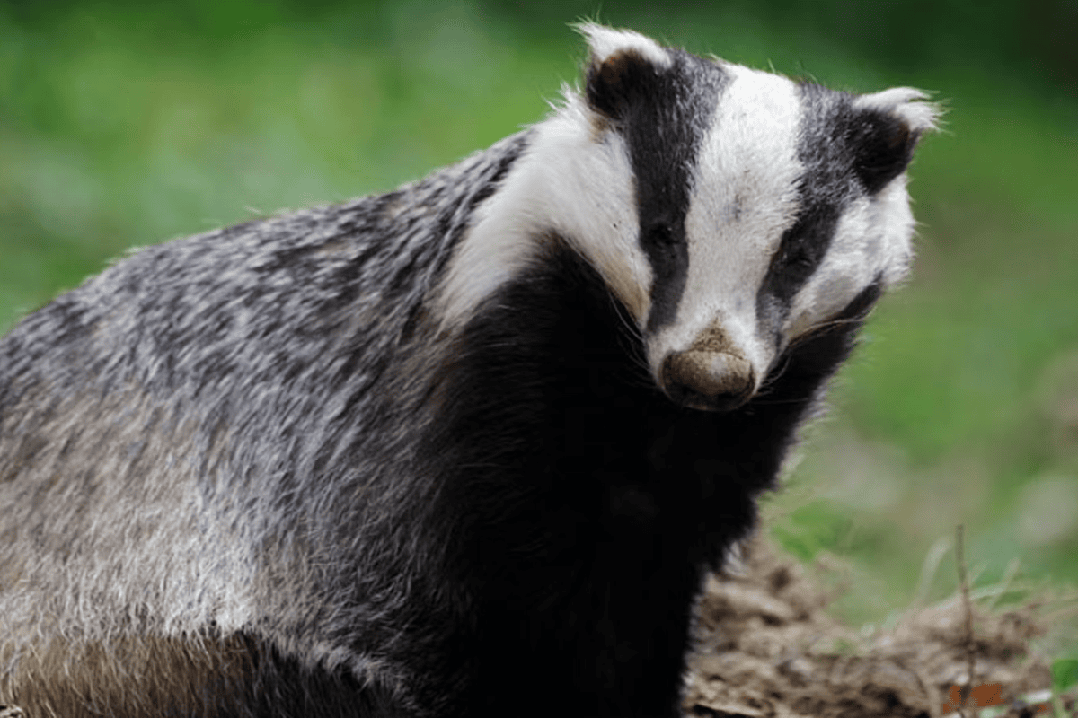 Badgers And Planning Applications…And Why They’re Not To Be Badgered!
